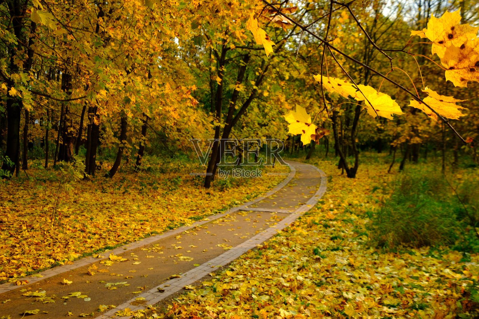 秋季公园景观照片摄影图片