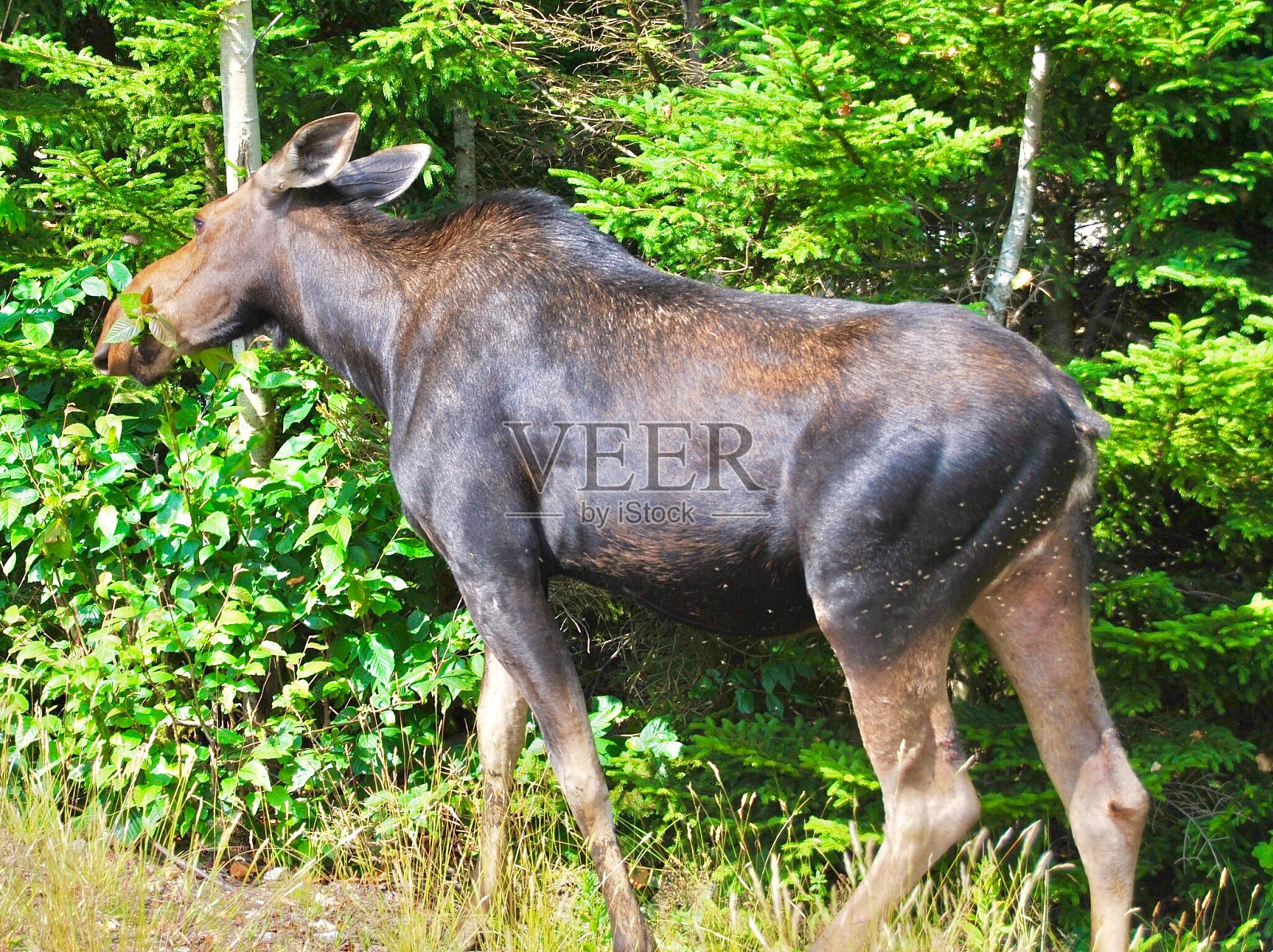 在森林里吃东西的驼鹿照片摄影图片
