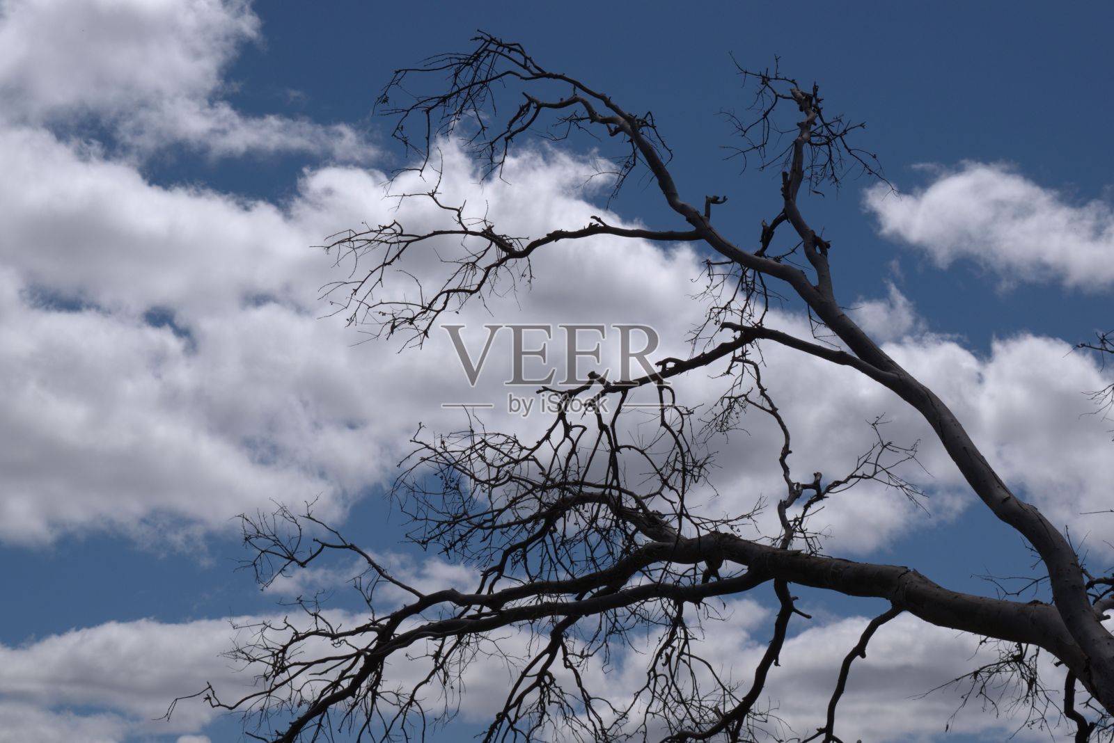 天空分支照片摄影图片