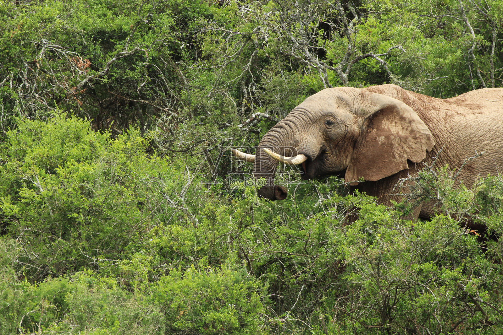 南非伊丽莎白港附近的阿多大象国家公园里的一只非洲象。照片摄影图片