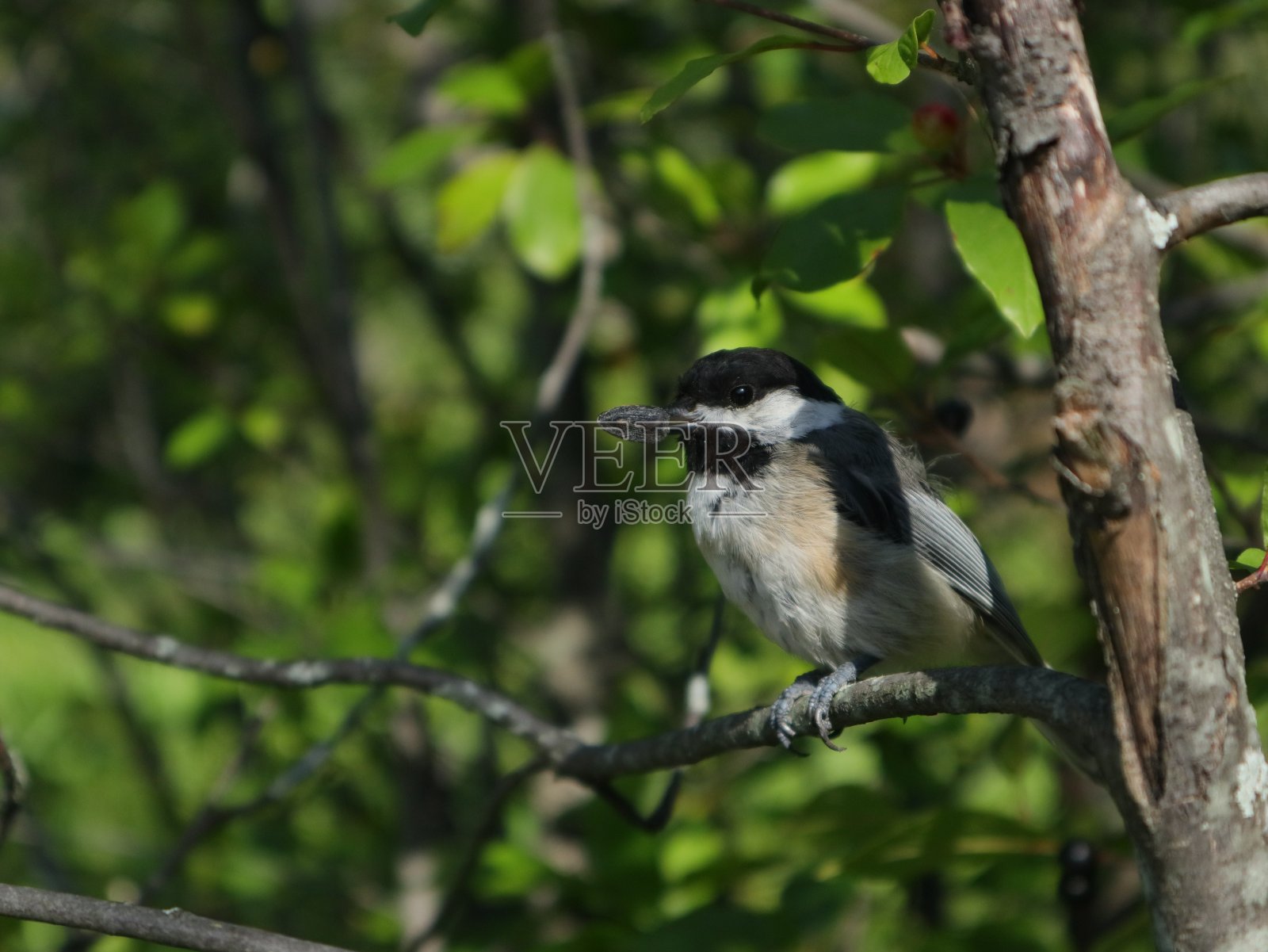 小野鸟有食物照片摄影图片