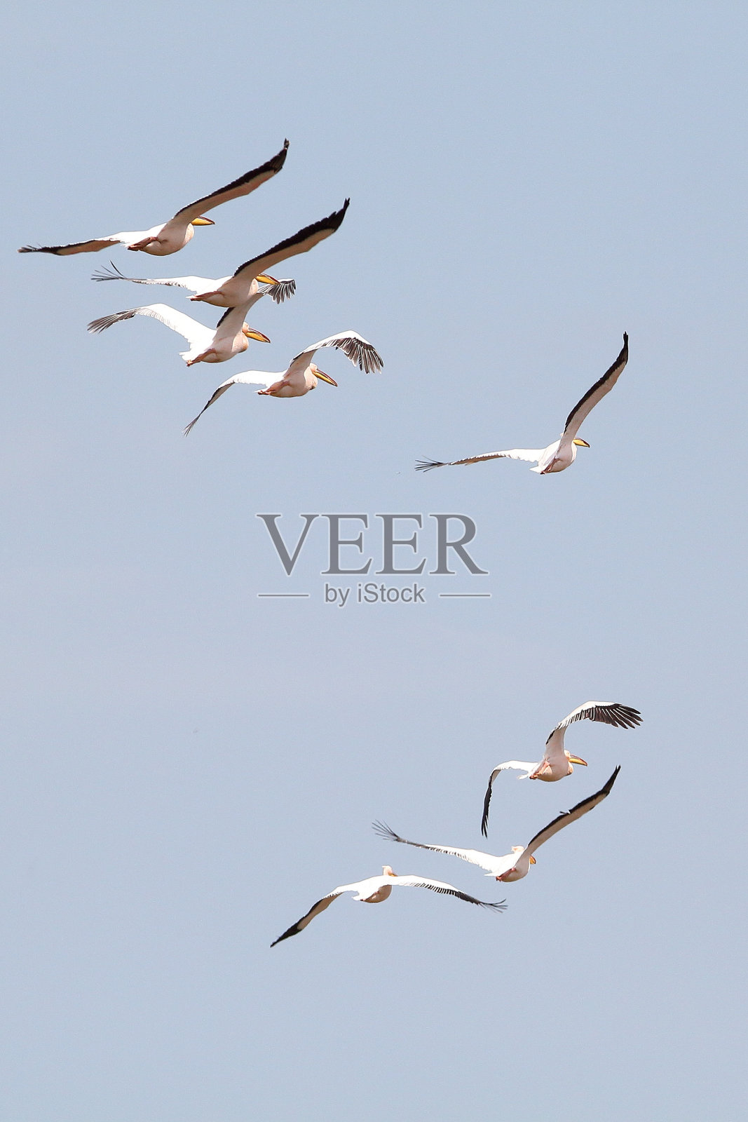 在蓝天上飞翔的鹈鹕(鹈鹕)照片摄影图片