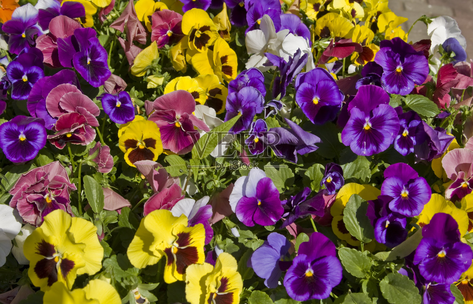 三色紫罗兰照片摄影图片