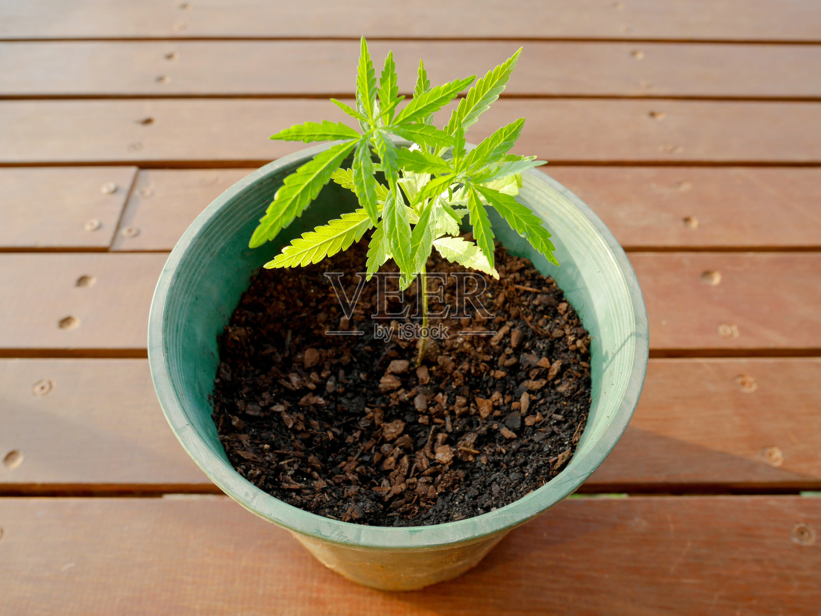 大麻种在花盆里照片摄影图片