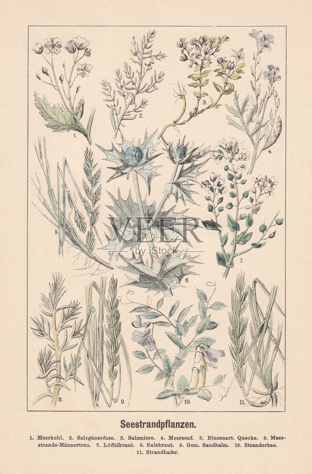 沙滩植物，手工彩色平版，出版于1889年插画图片素材