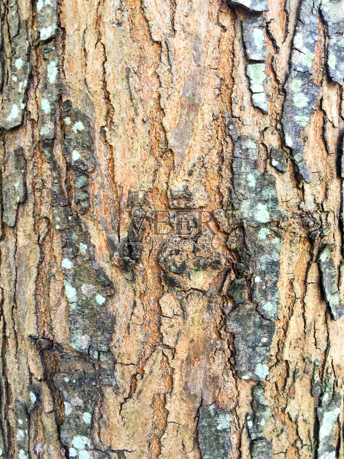 老树表面背景，老树表面纹理，特写照片摄影图片
