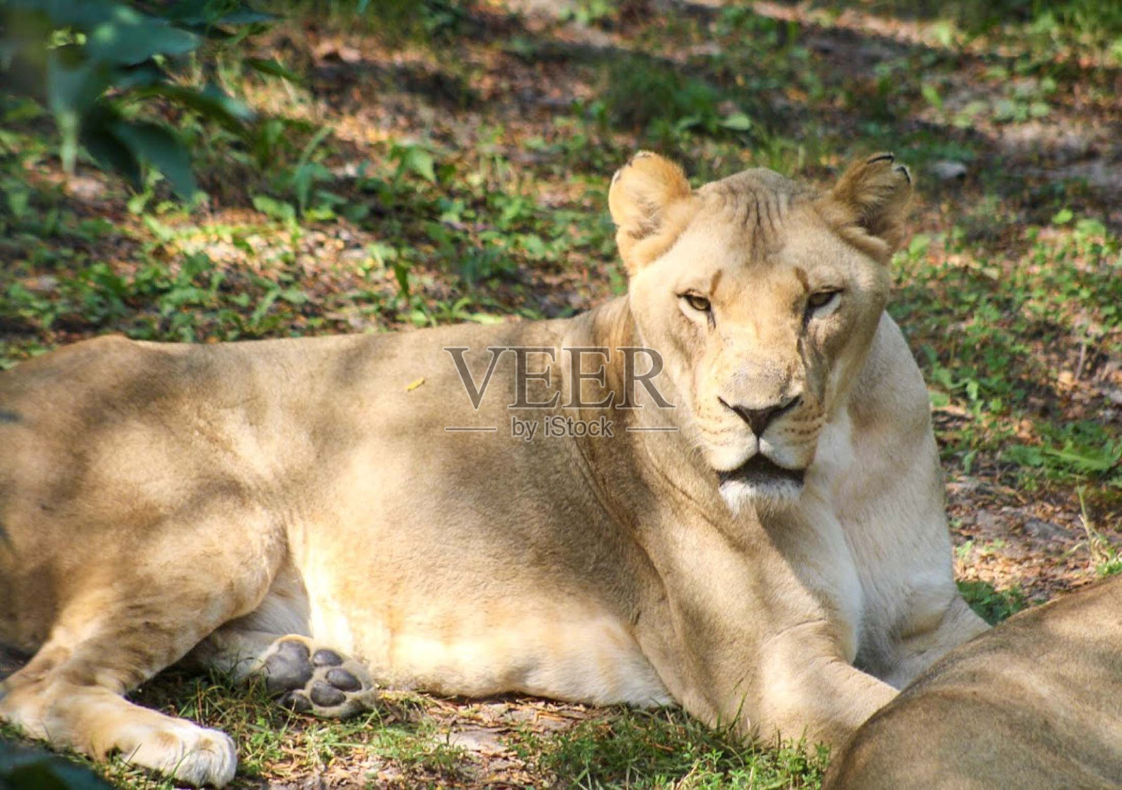 狮子照片摄影图片