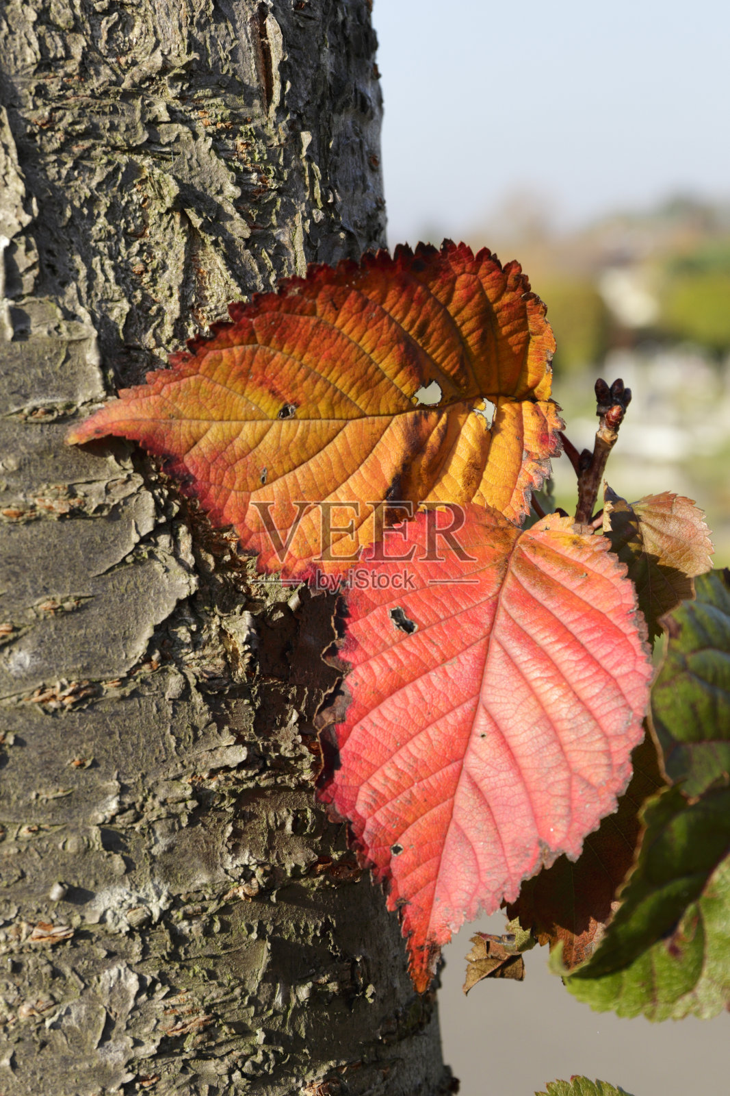 秋天，鲜红橙黄的樱桃叶子照片摄影图片