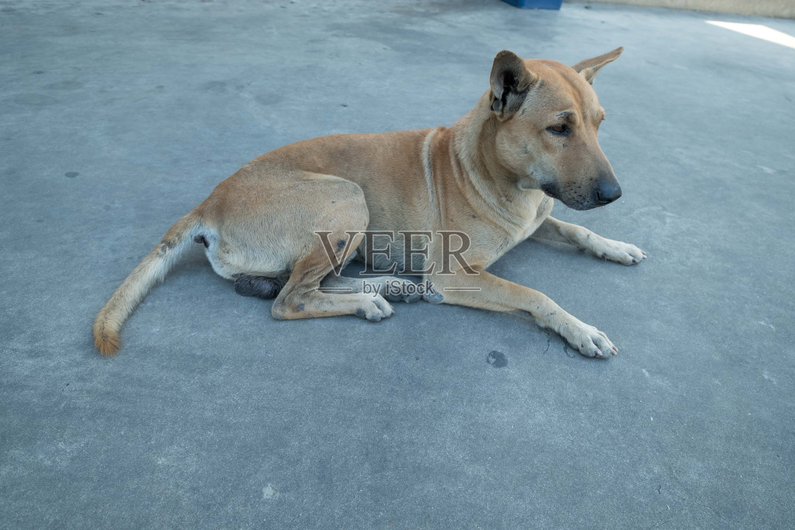 大街上的狗照片摄影图片