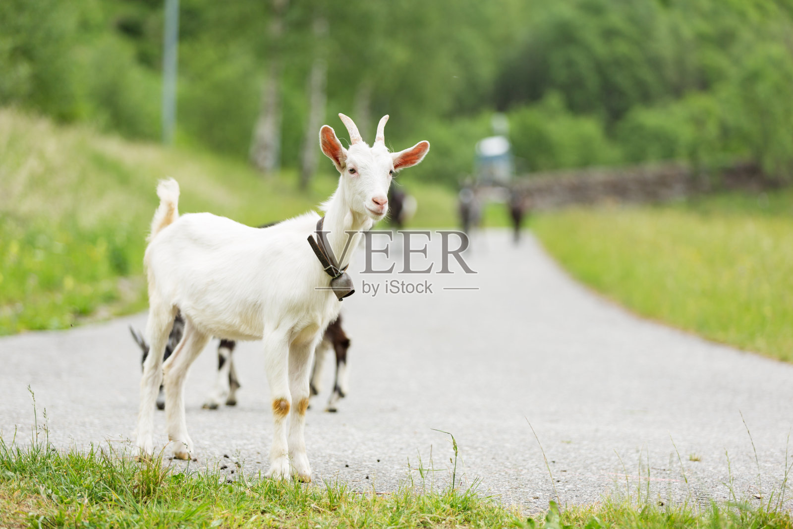 山羊在草地上放牧，自由自在照片摄影图片