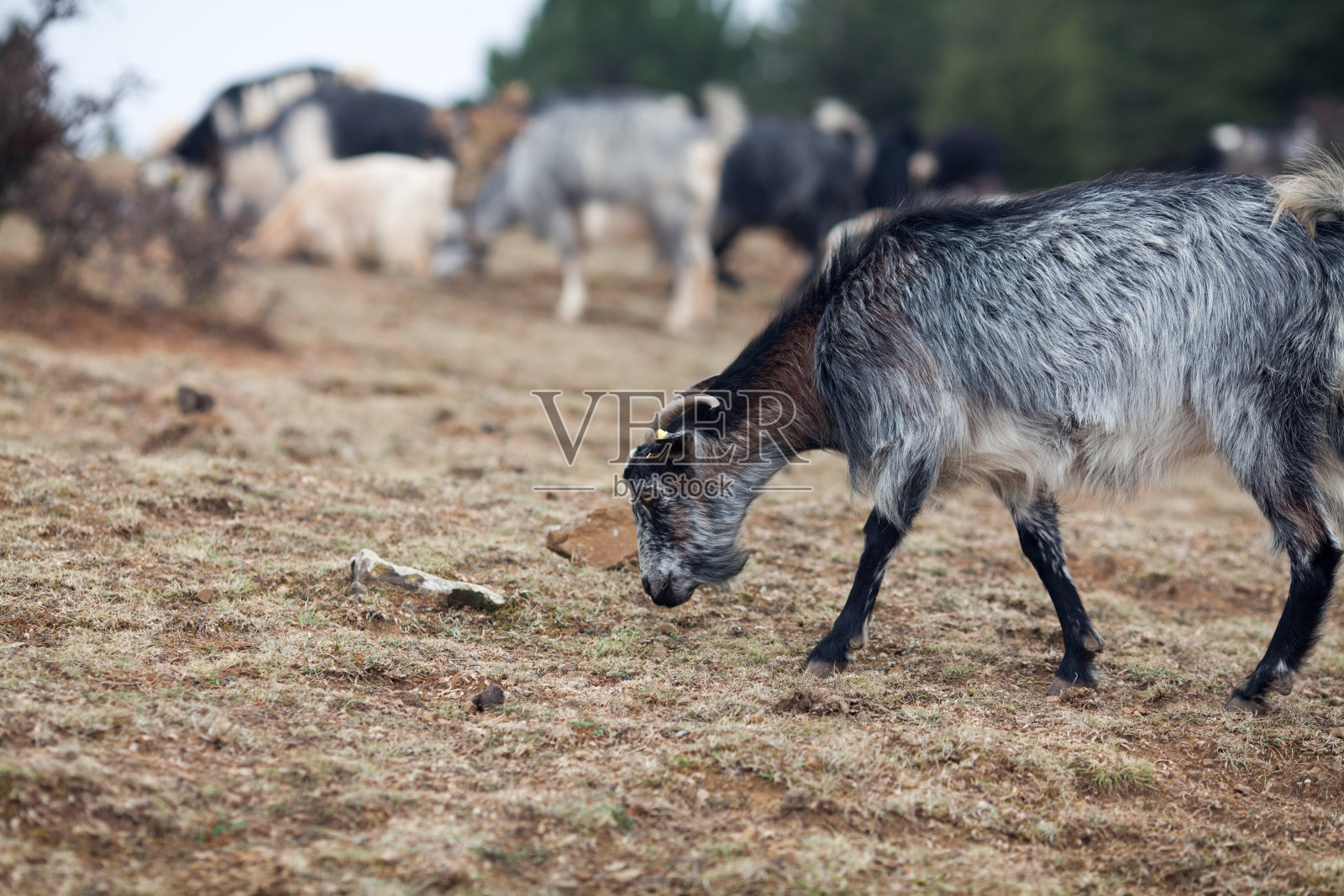 牧场上的山羊照片摄影图片