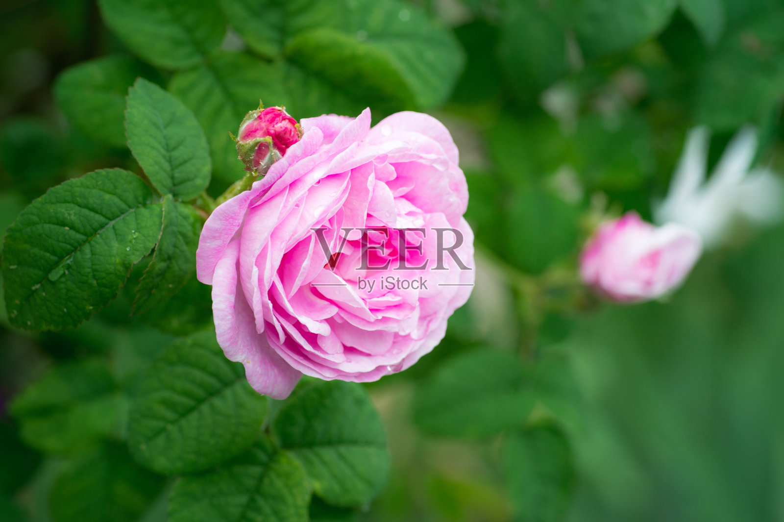 鲜亮的粉红色玫瑰和水滴在绿色的花园照片摄影图片