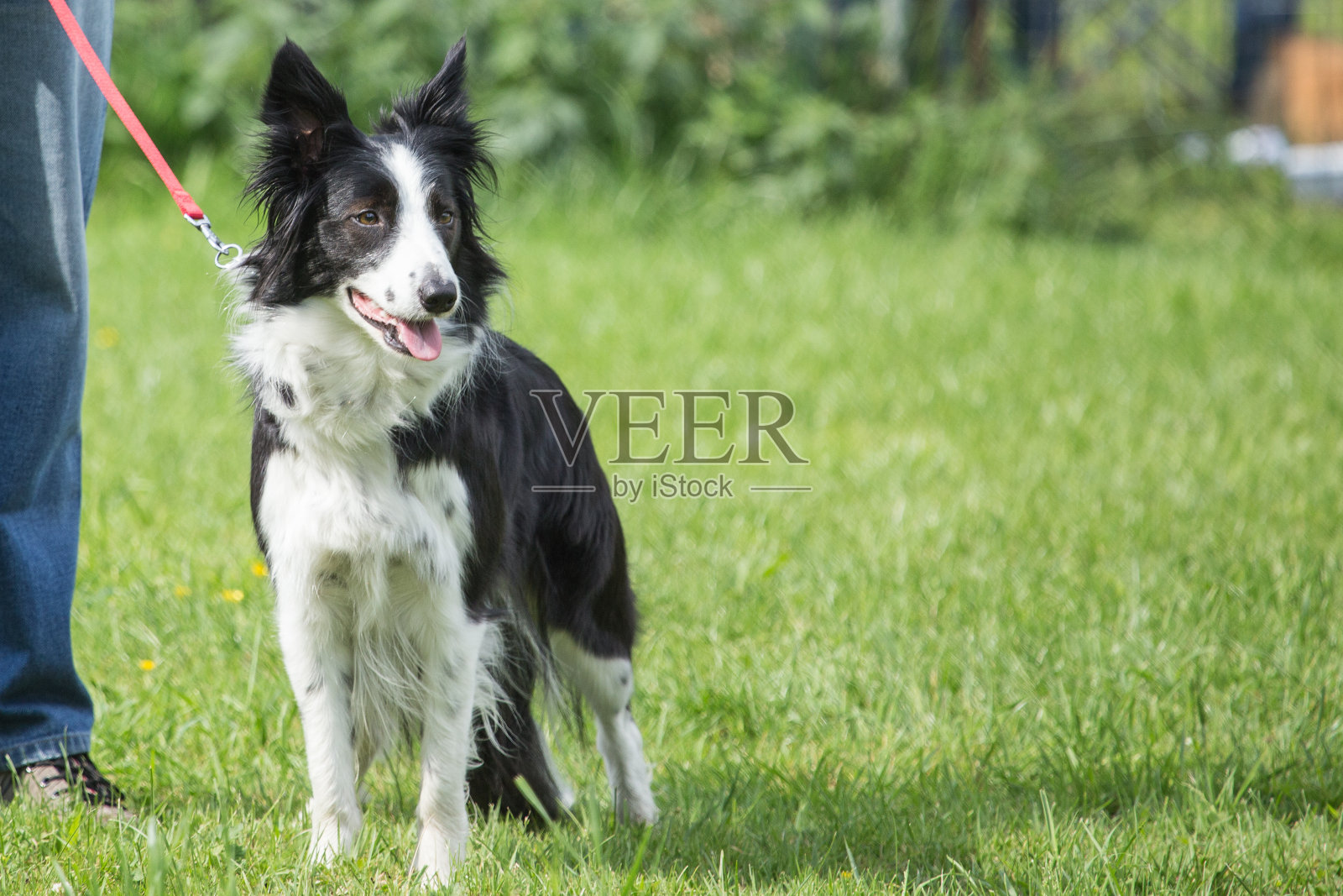 边境牧羊犬照片摄影图片