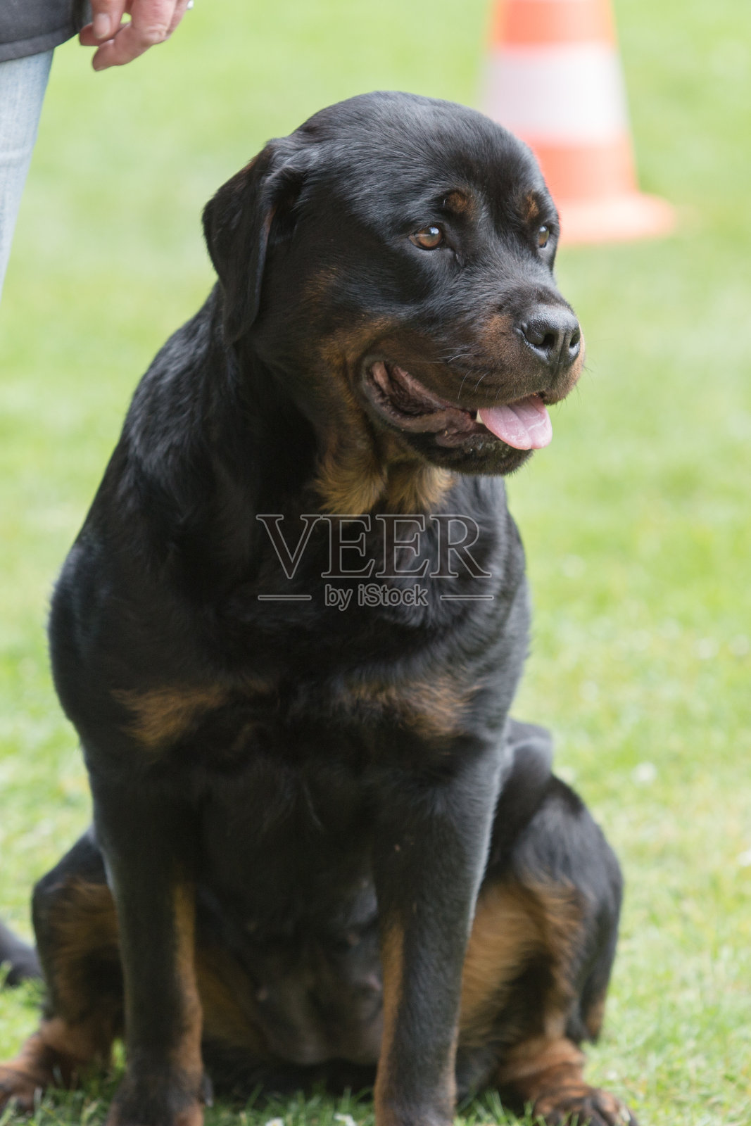 罗特韦尔犬照片摄影图片