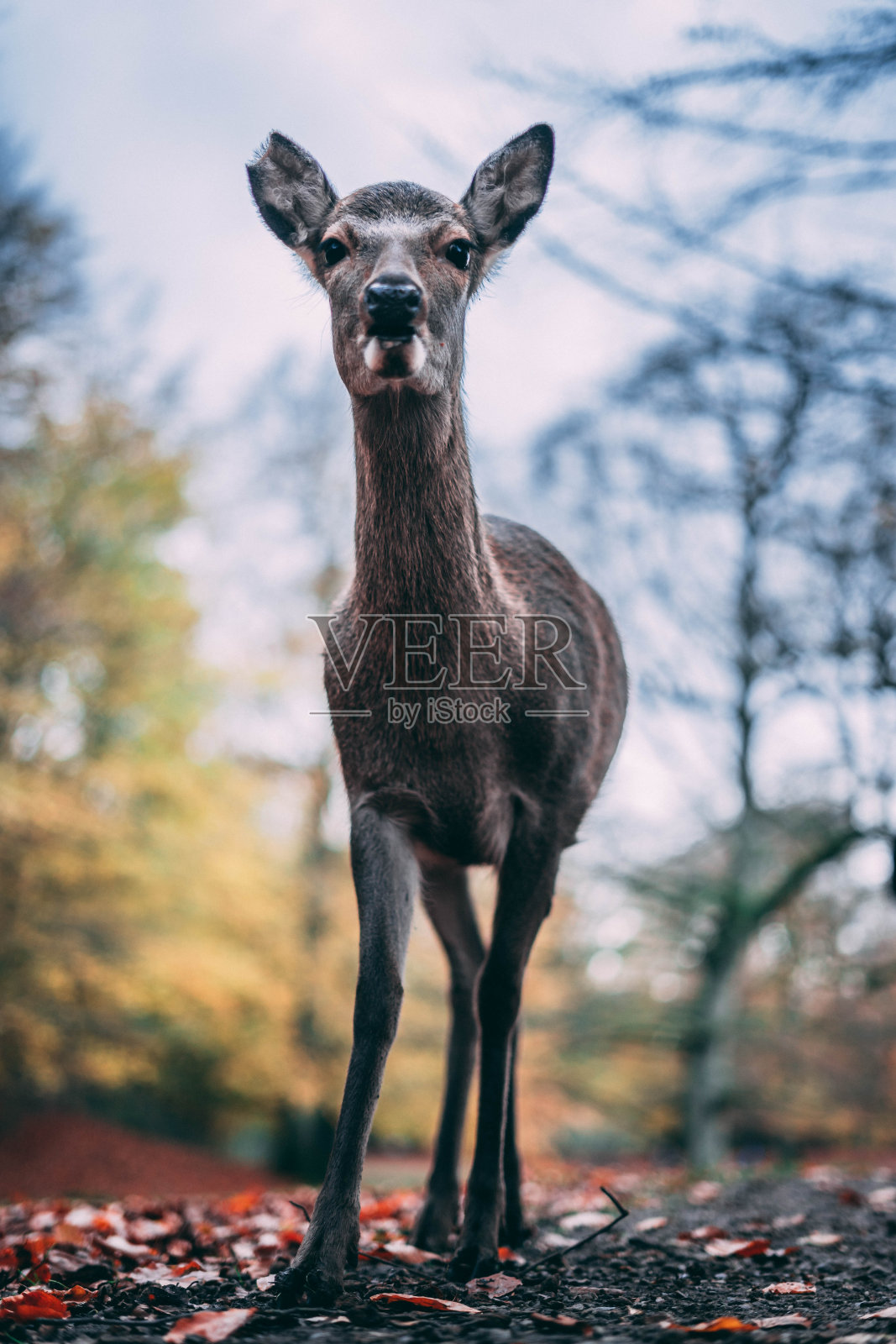 鹿照片摄影图片