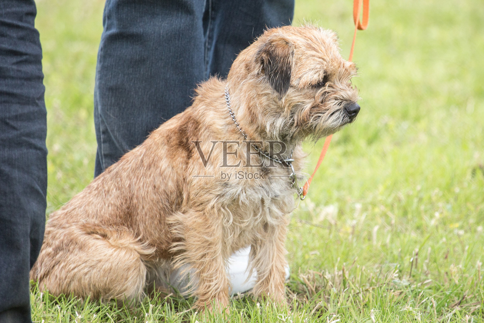 兀鹫照片摄影图片