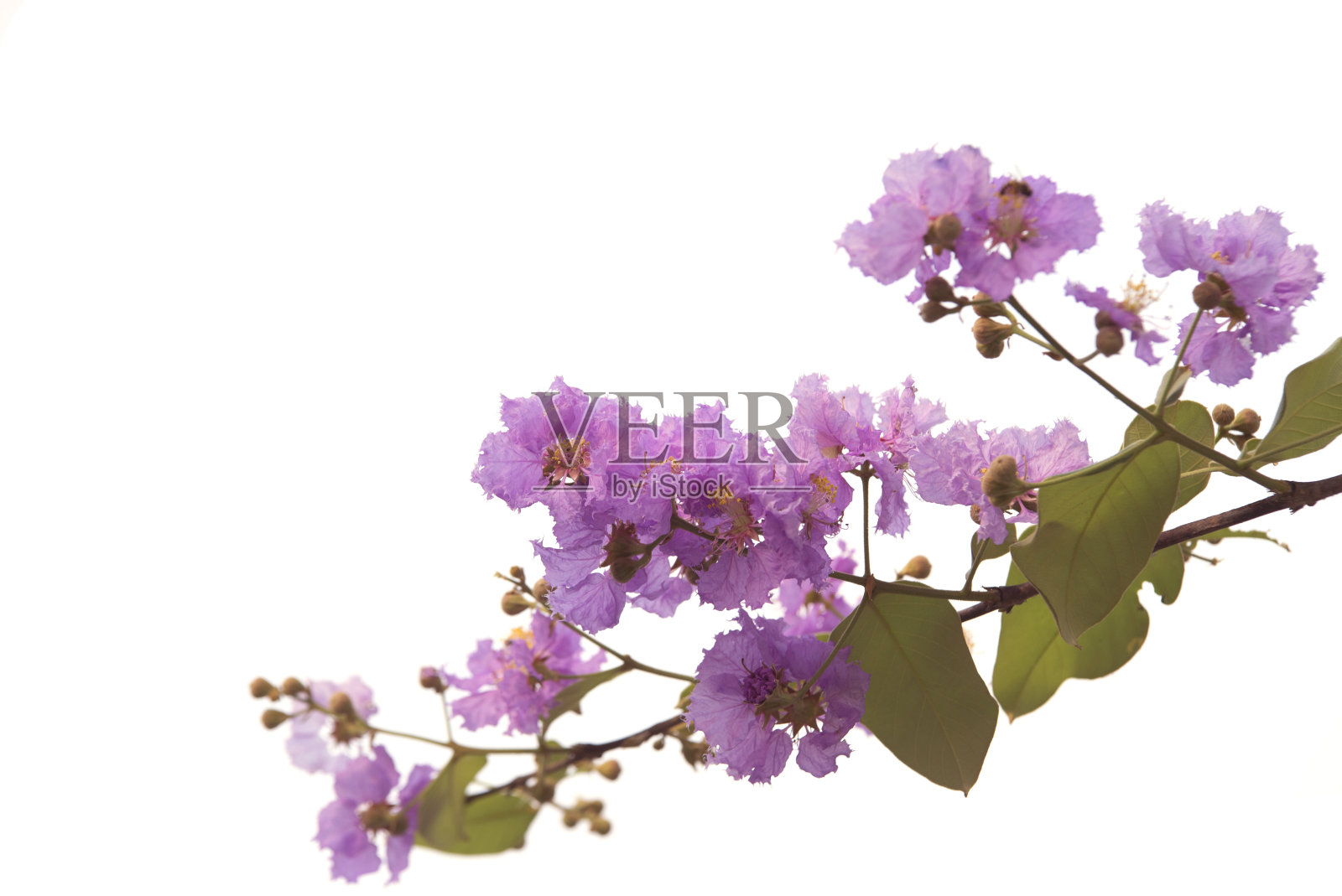 花白色背景照片摄影图片