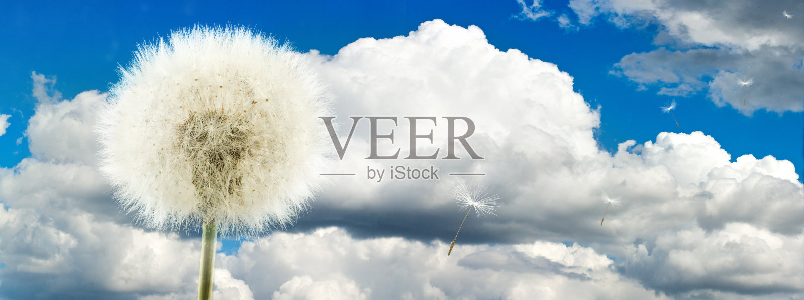 花园里的蒲公英照片摄影图片