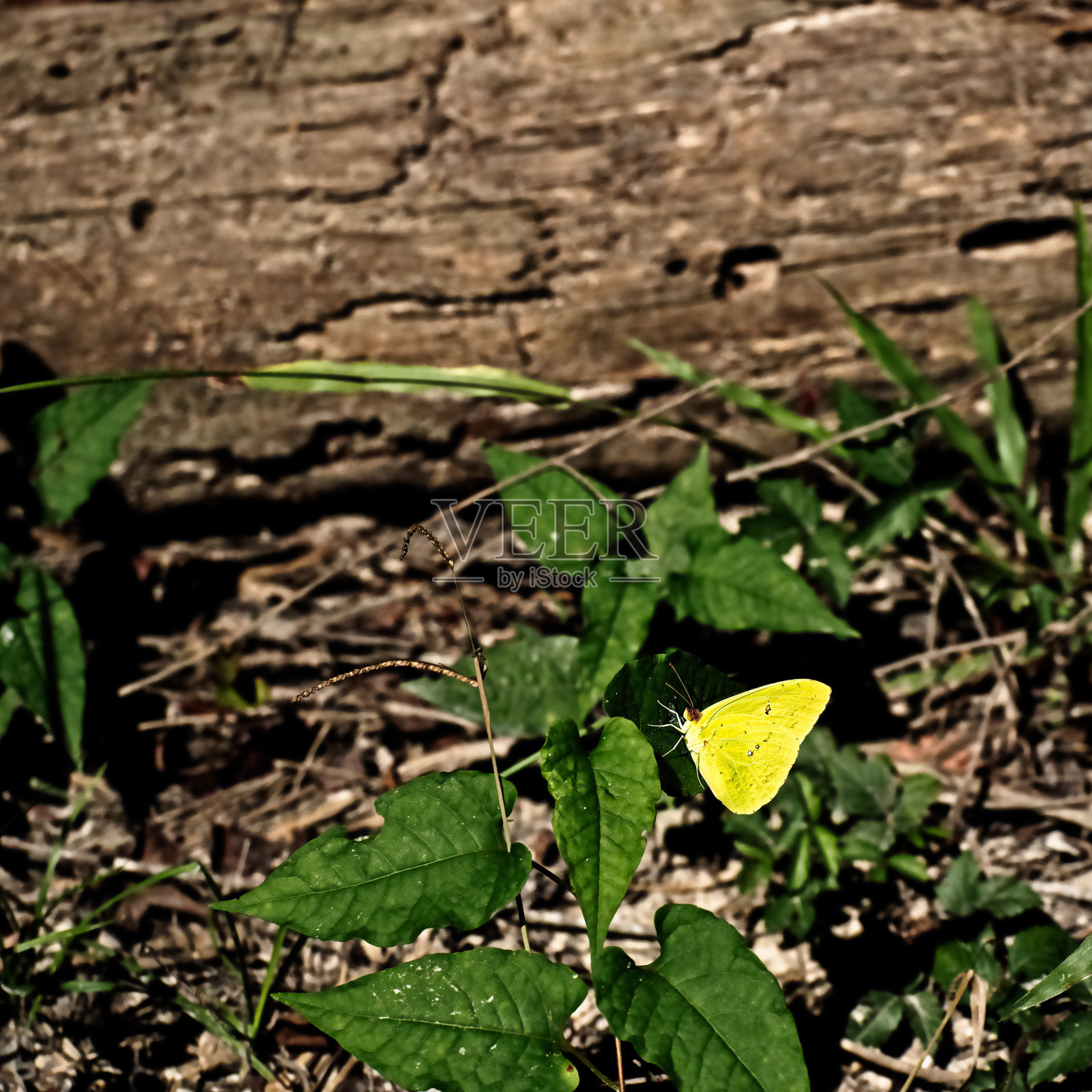 绿色植物上的黄蝴蝶照片摄影图片