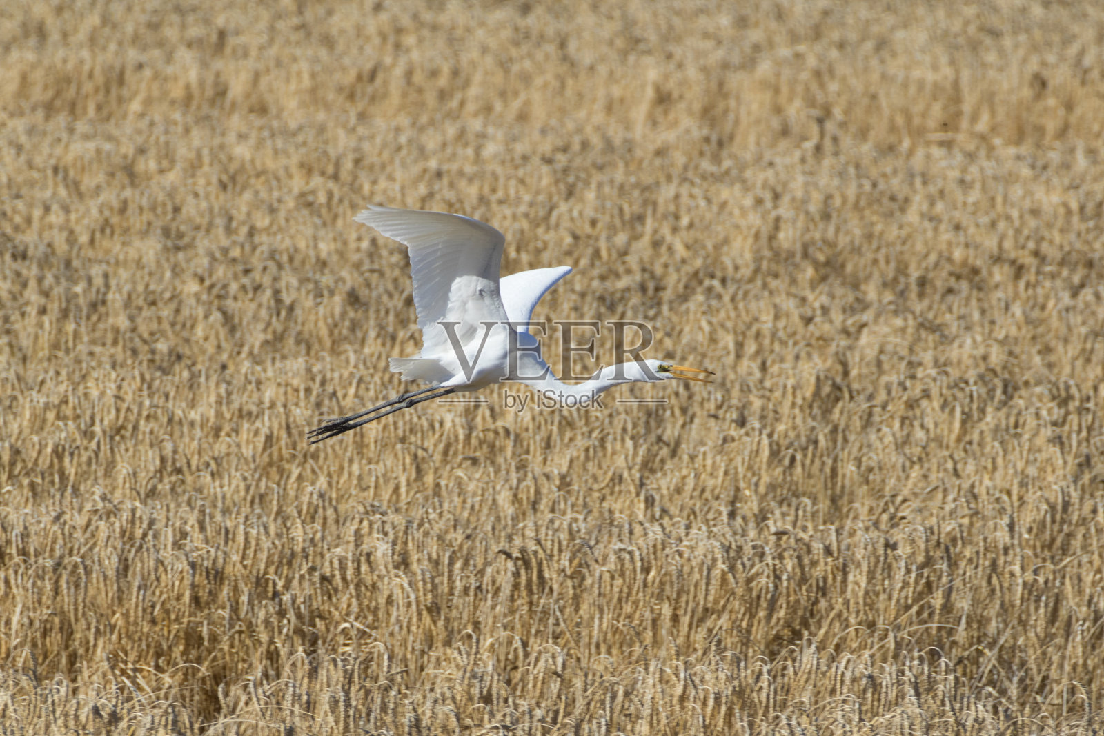 白鹭从索尔顿海场发射照片摄影图片