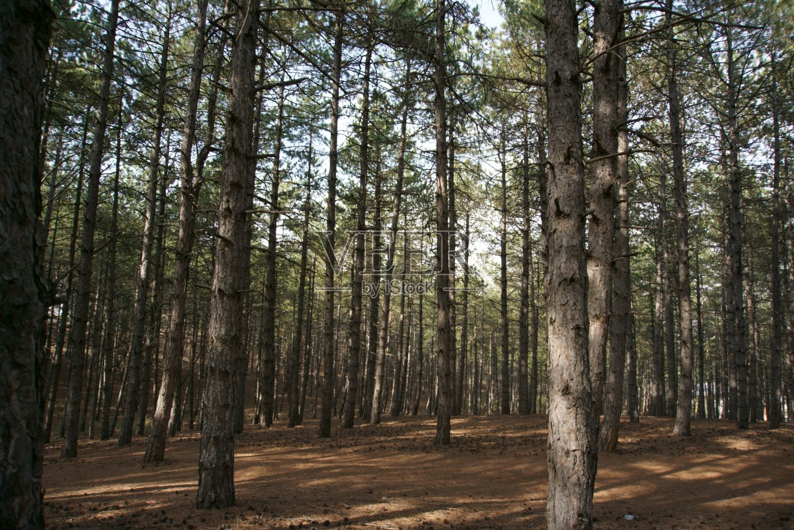 松树照片摄影图片