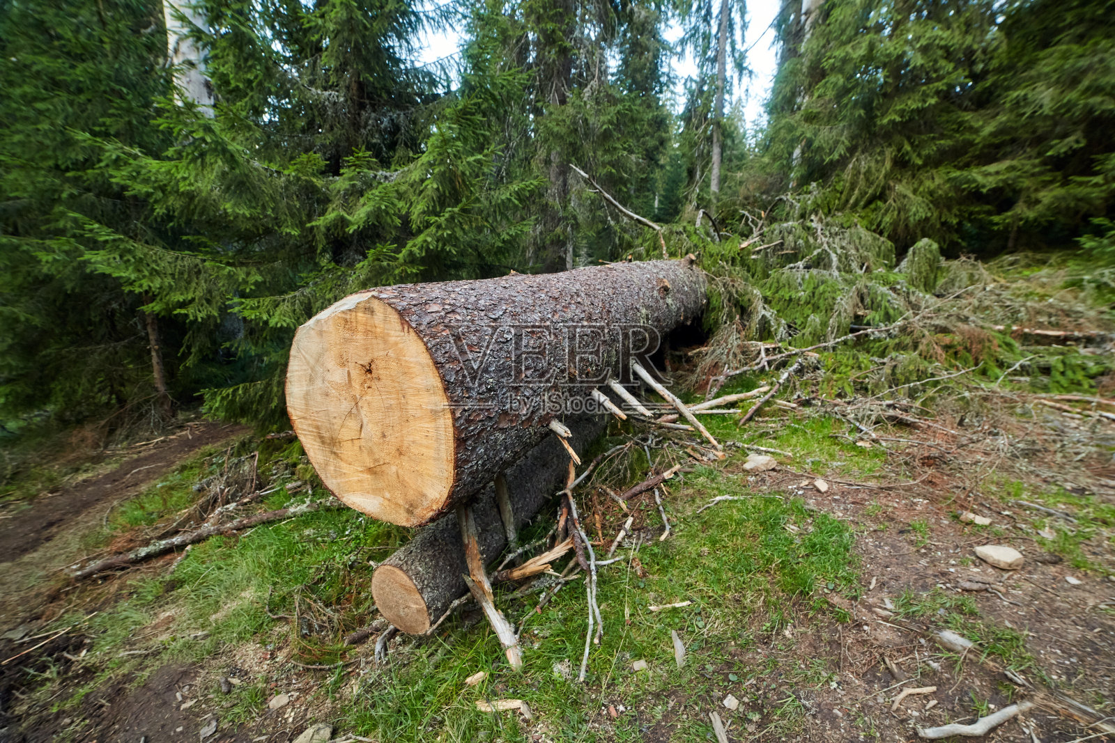 大松树被砍倒了照片摄影图片