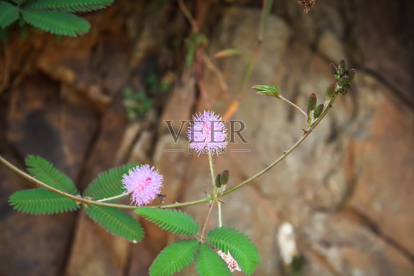 Gokarna OM海滩照片摄影图片