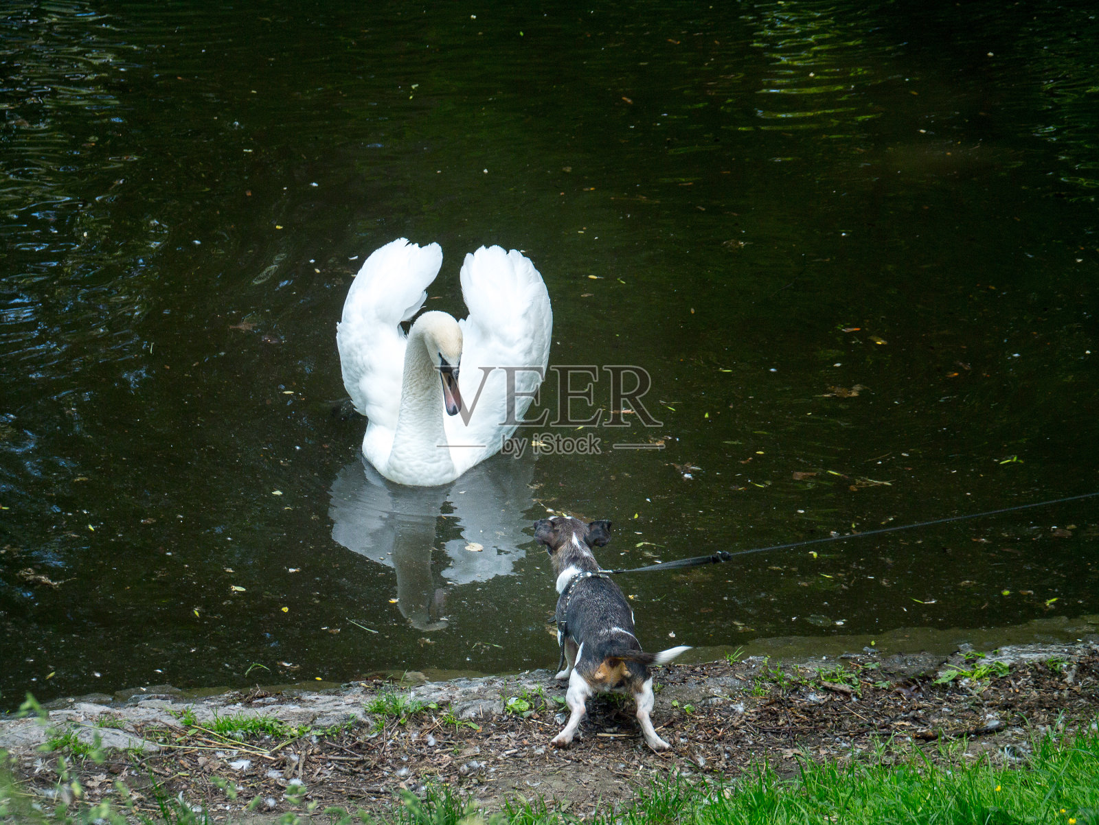 可爱的小狗在当地公园遇到野生白天鹅照片摄影图片