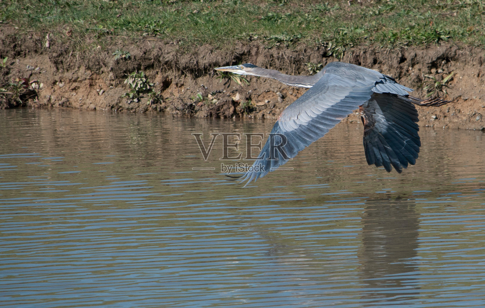 在飞行中掠过水面照片摄影图片