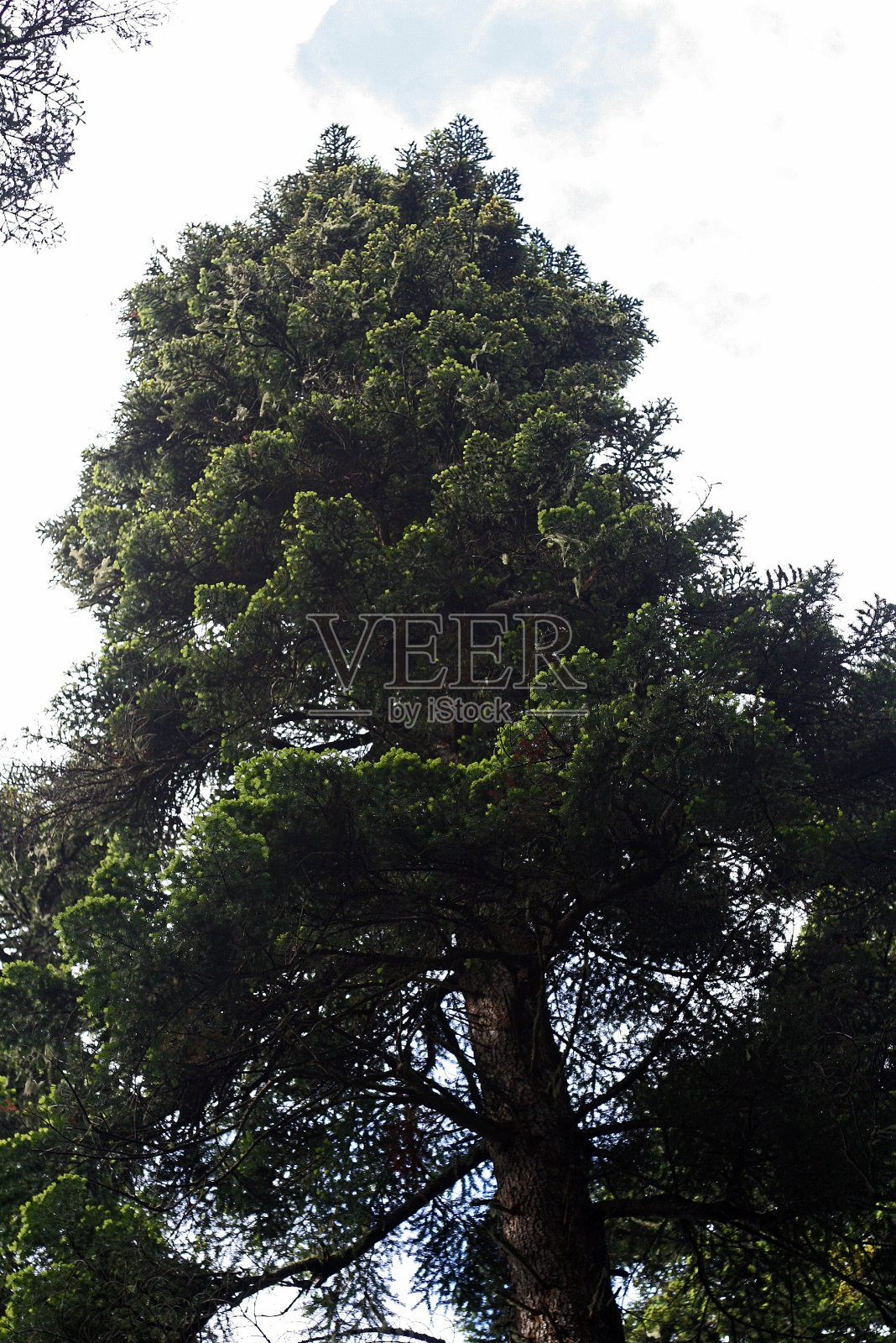 松树照片摄影图片