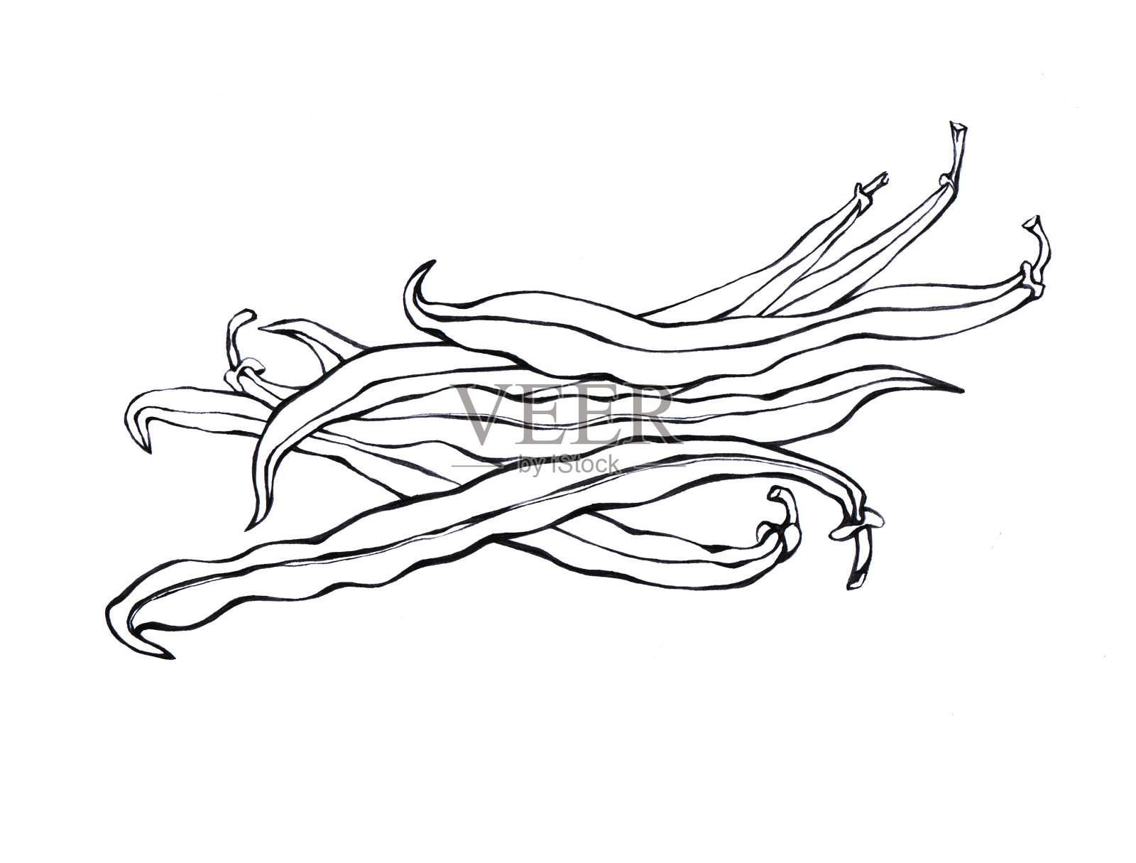 手绘黑白蔬菜生态食品插画：绿法国豆插画图片素材