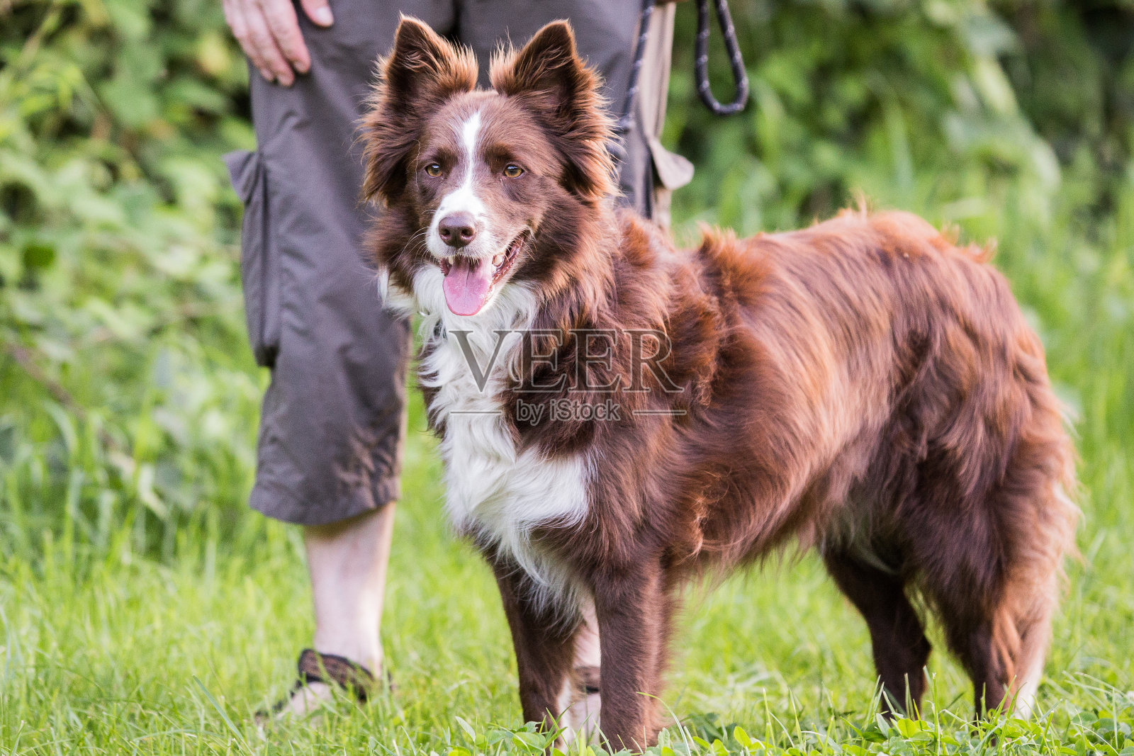 边境牧羊犬照片摄影图片