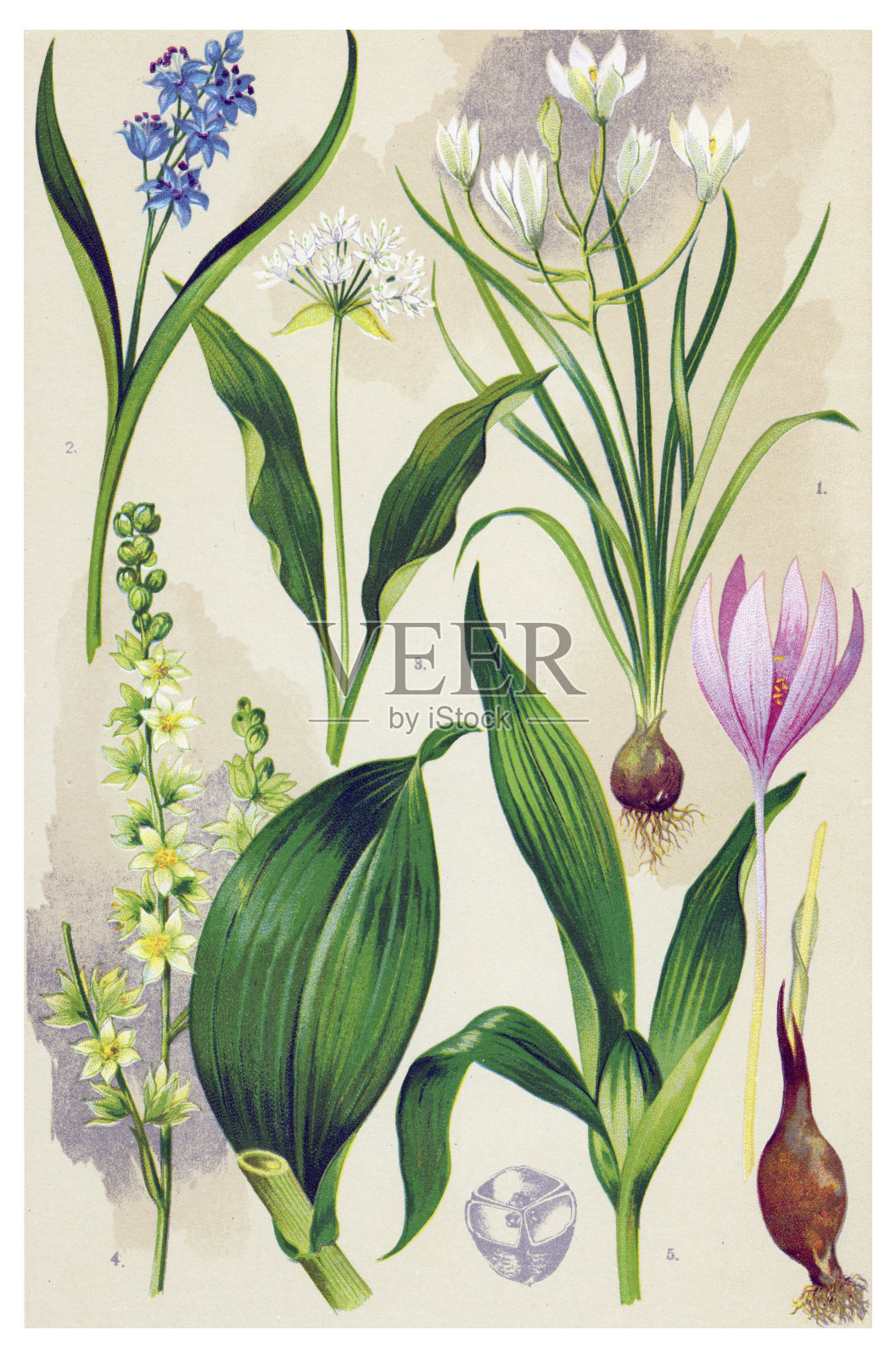 草药及药用植物设计元素图片