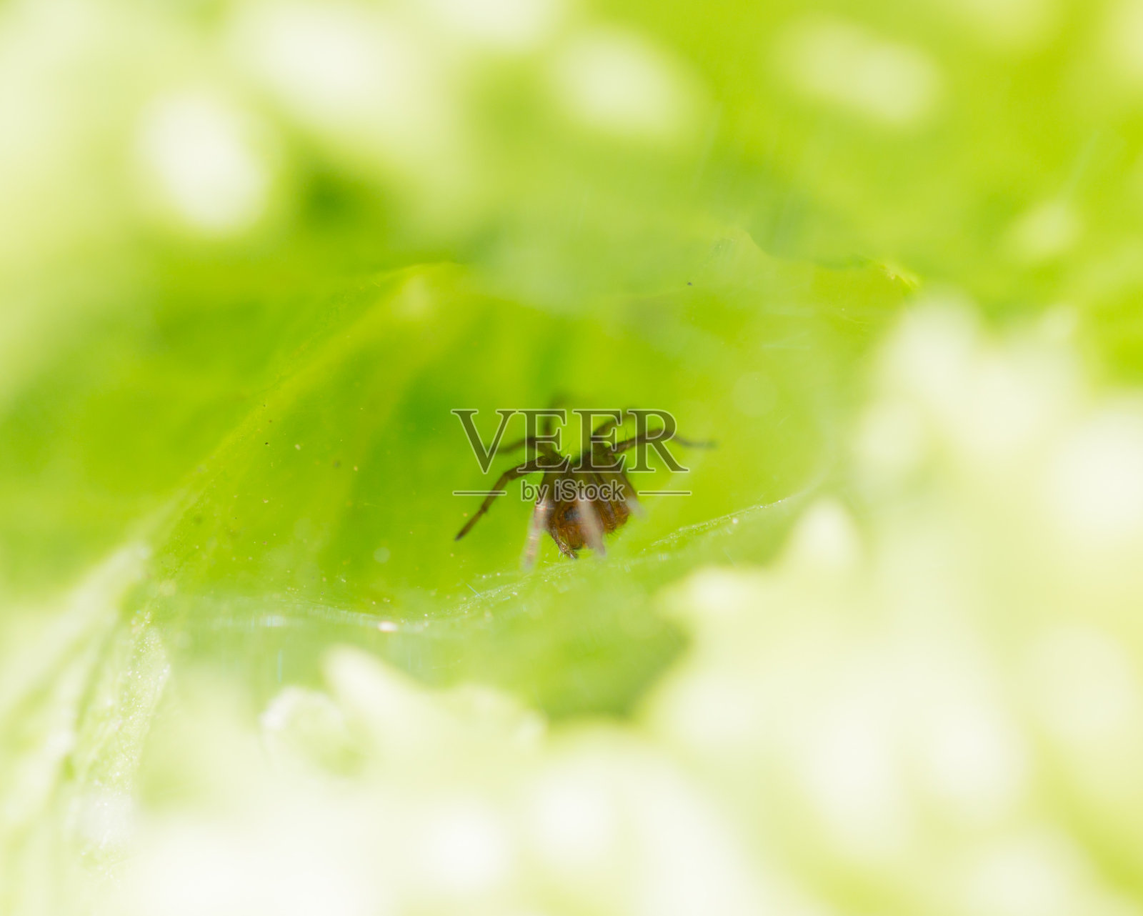 蜘蛛在自然界中照片摄影图片