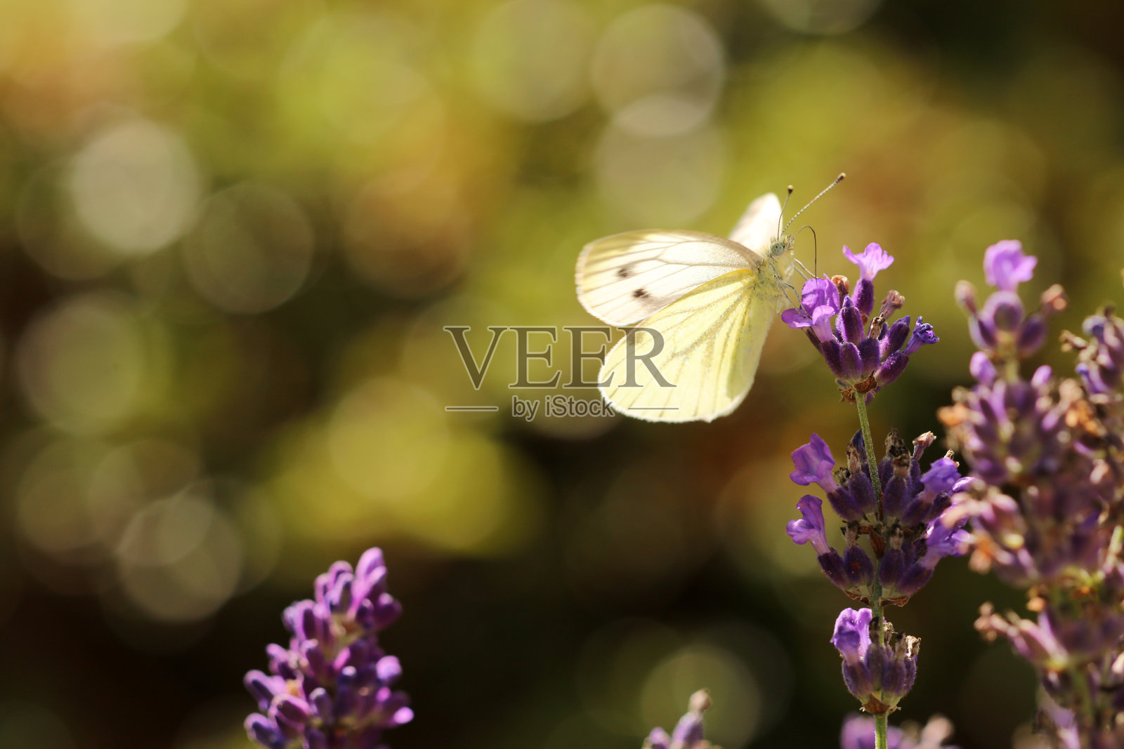 科尔韦林照片摄影图片