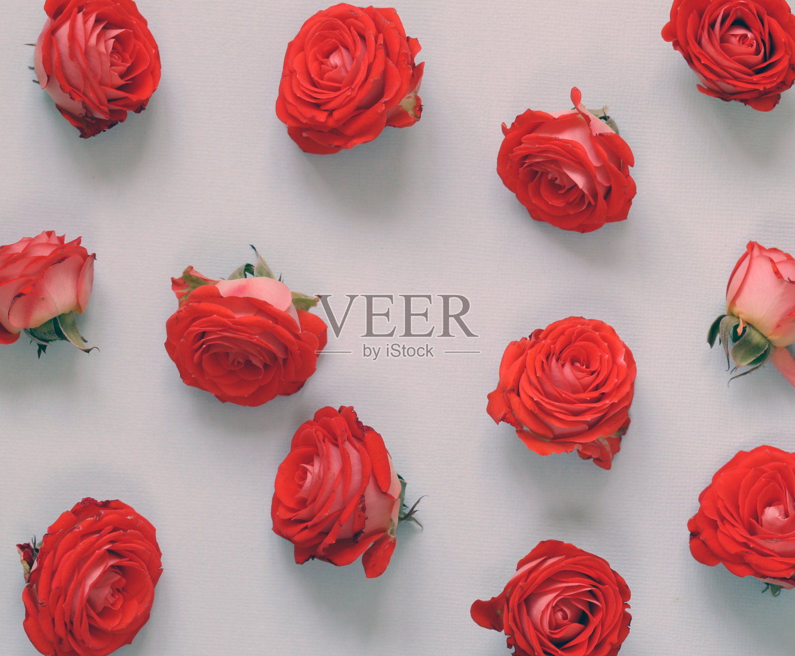 鲜花花蕾玫瑰祝贺节日照片摄影图片