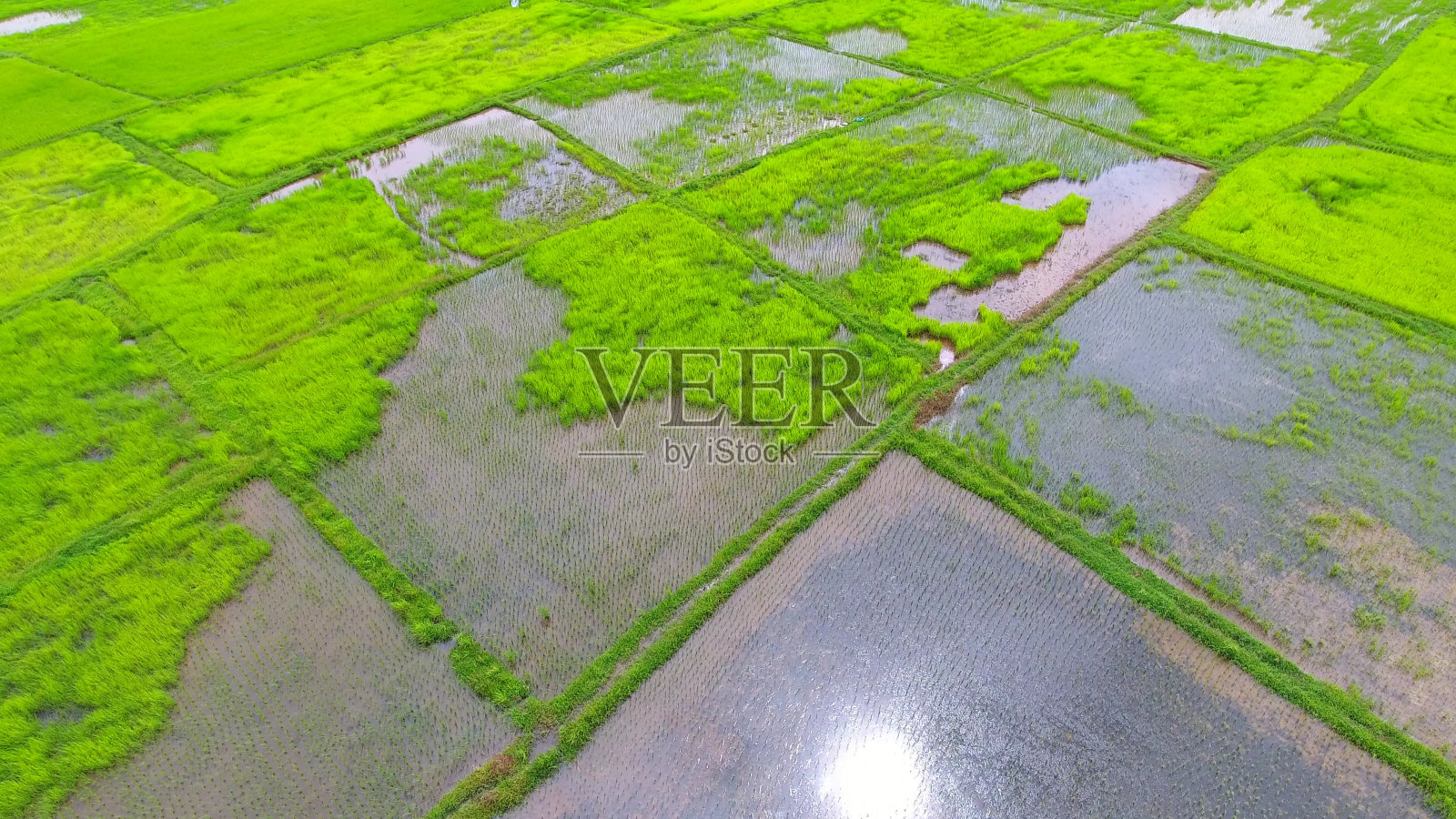 全景自然景观的绿色田野与水稻照片摄影图片