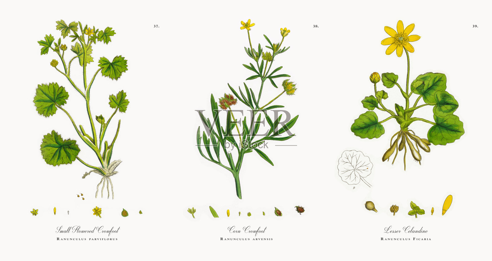 小花毛茛，小毛茛，维多利亚植物学插图，1863年插画图片素材