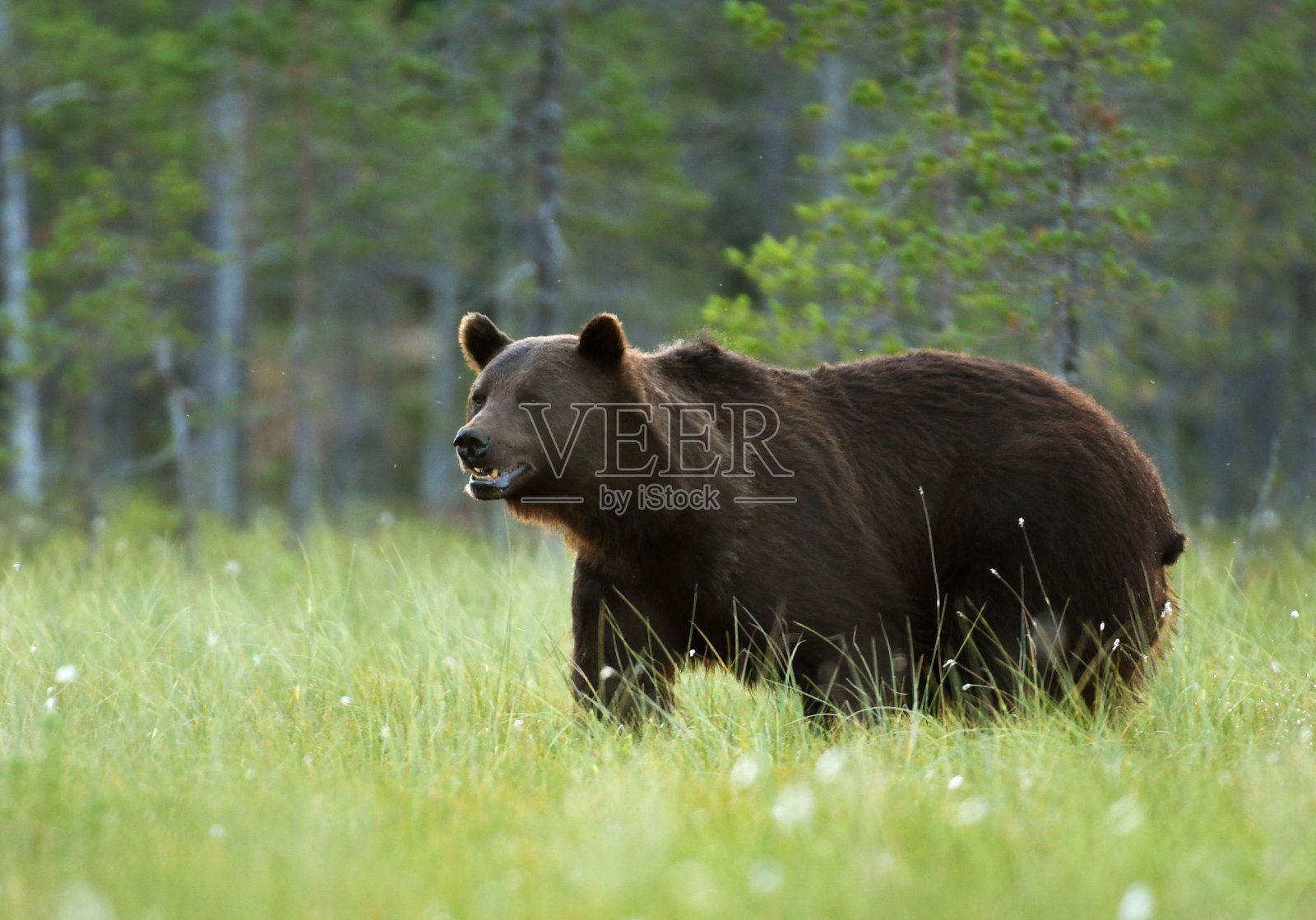 野生棕熊照片摄影图片