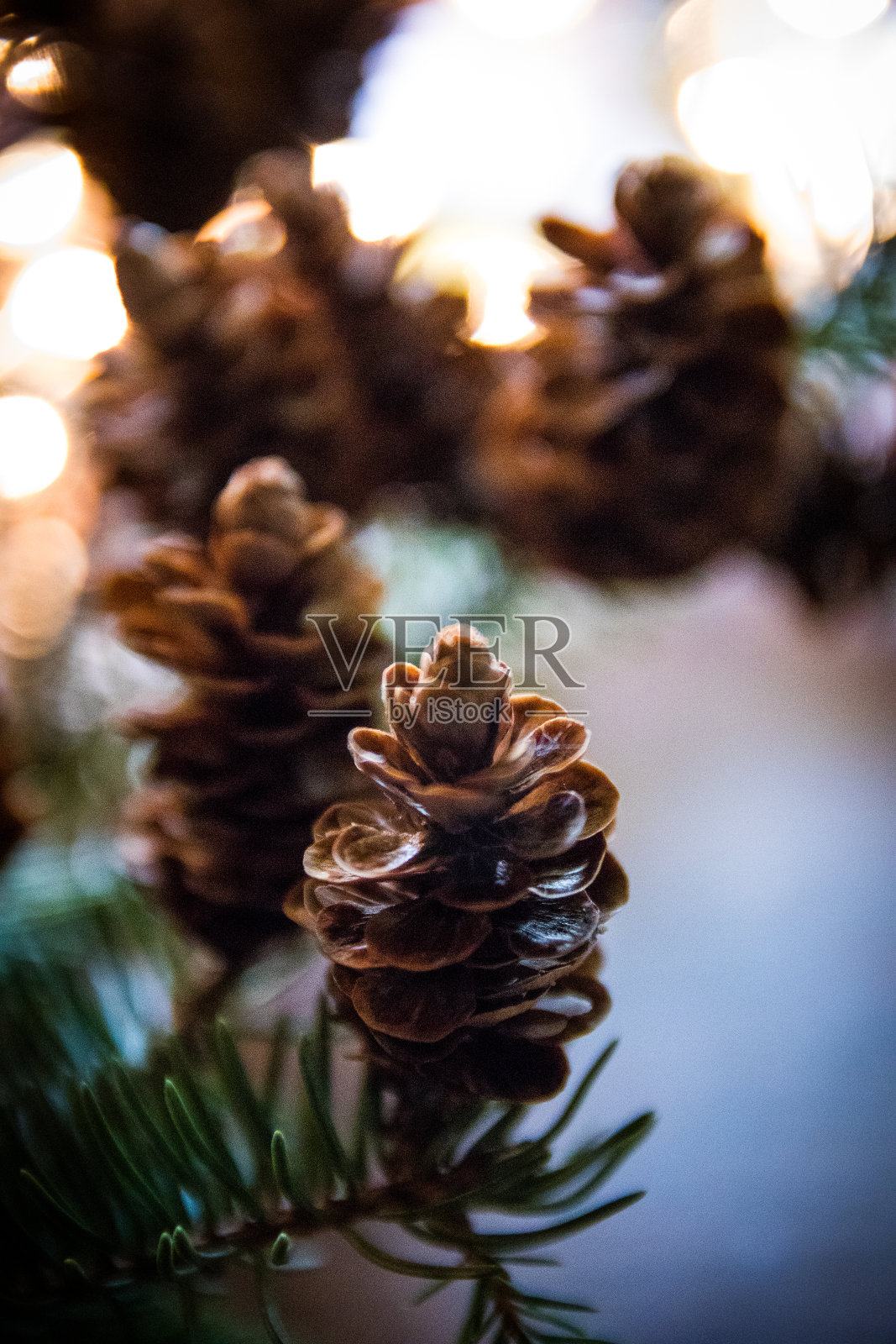 树枝上的松果照片摄影图片