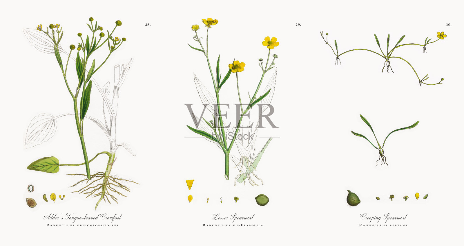 蝰蛇的舌叶毛茛，维多利亚植物学插图，1863年插画图片素材