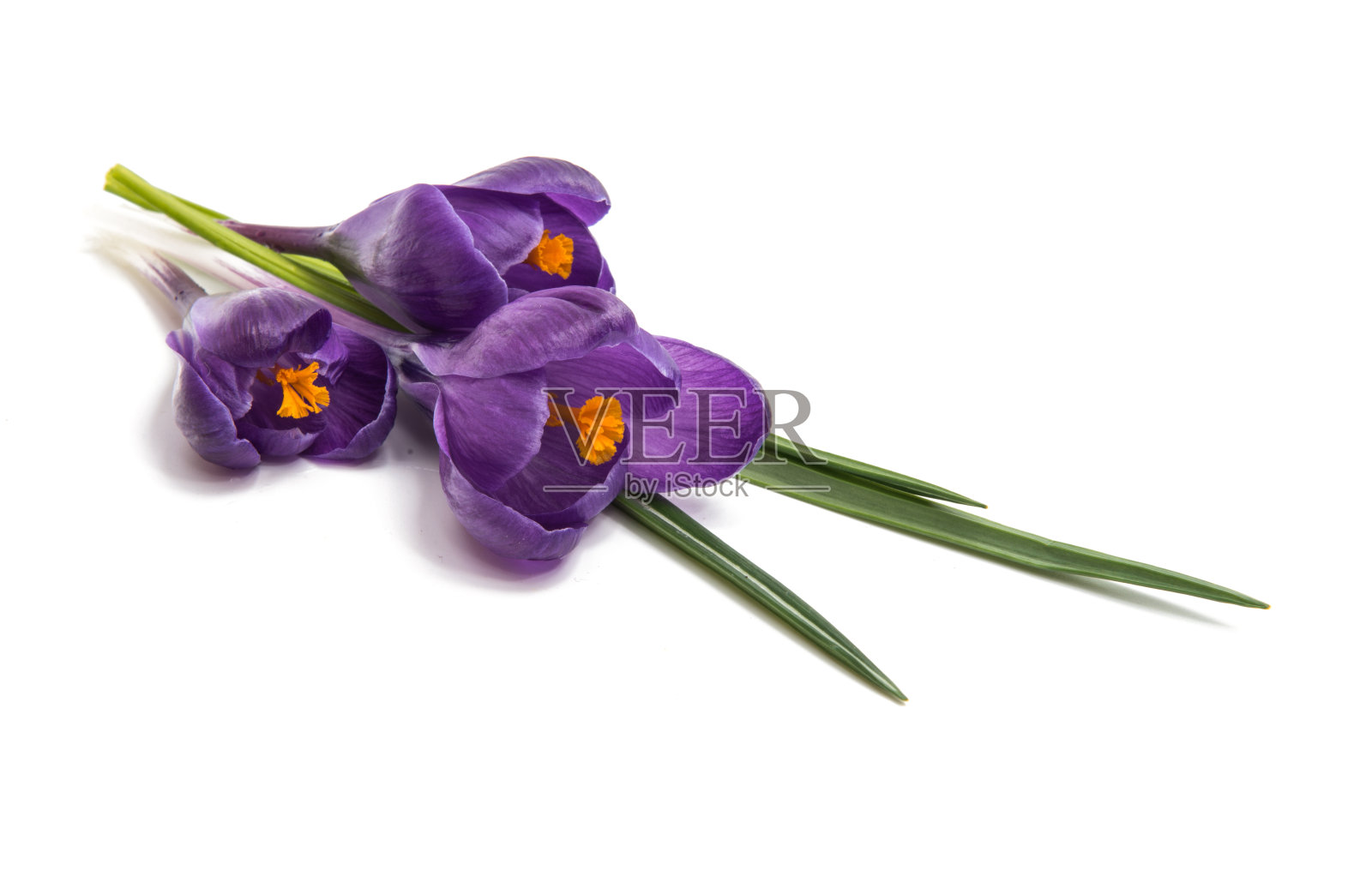 藏红花丁香的春花照片摄影图片