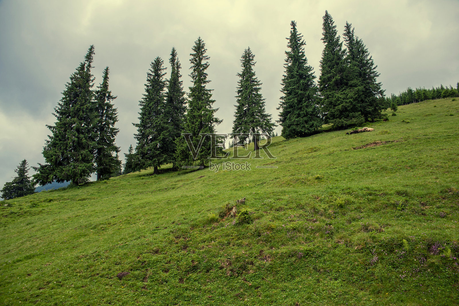 喀尔巴阡山脉的风景照片摄影图片