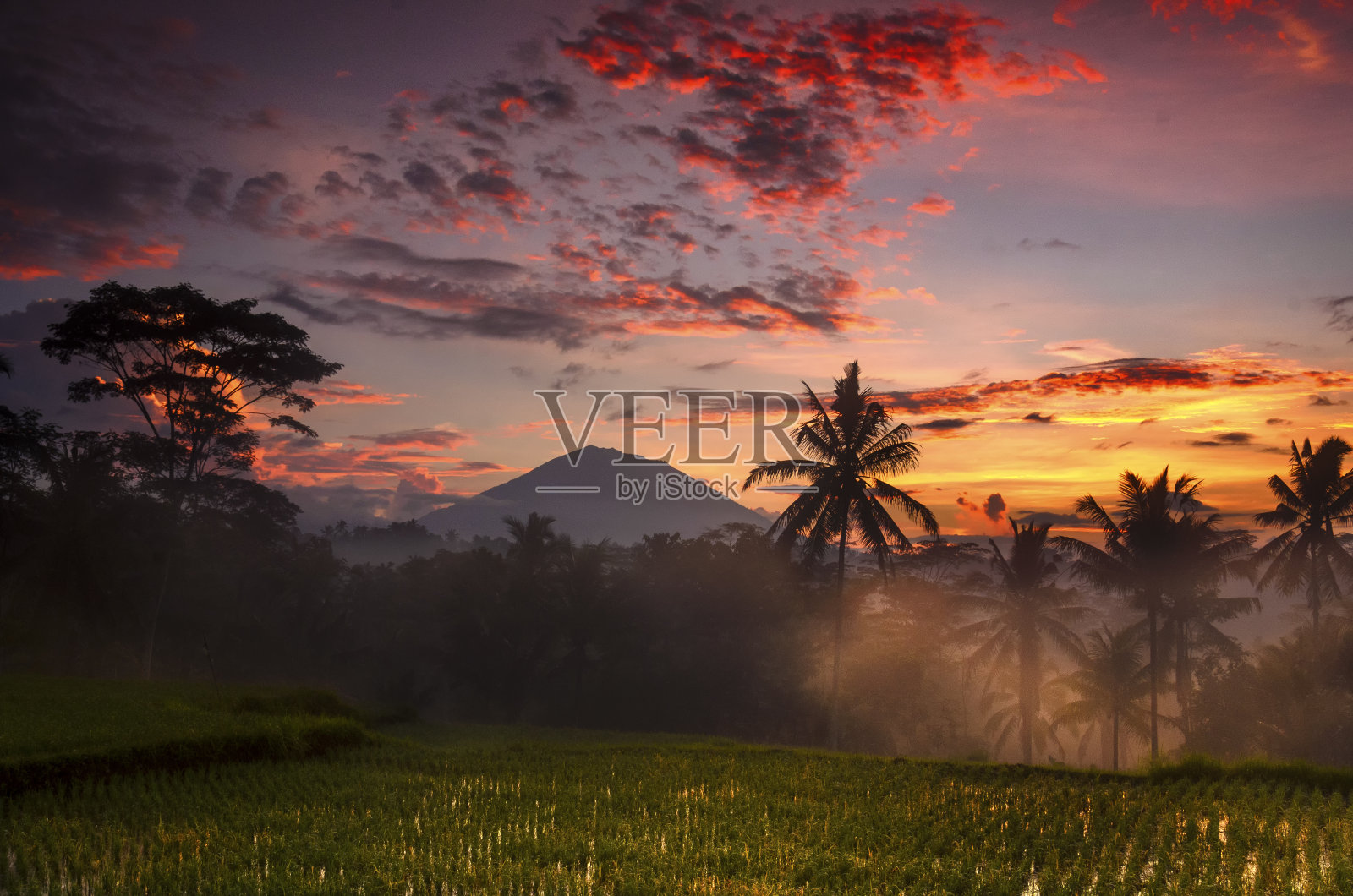 早上在乌布照片摄影图片