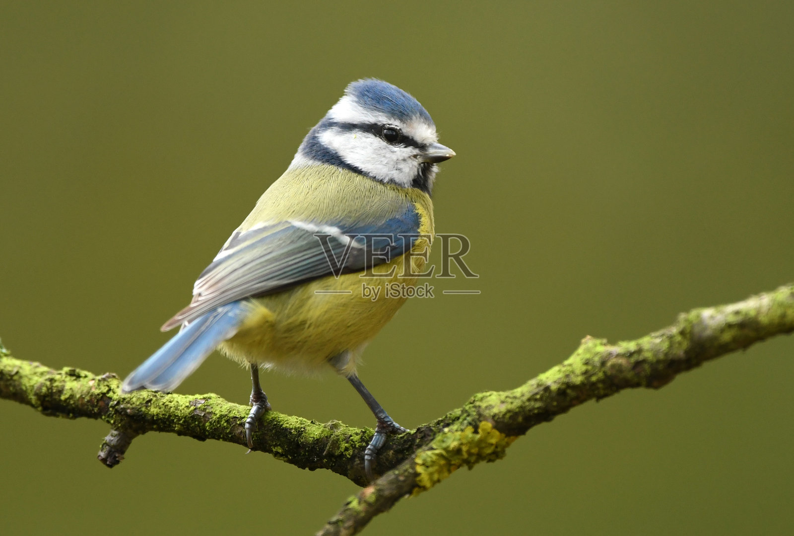 蓝冠山雀照片摄影图片