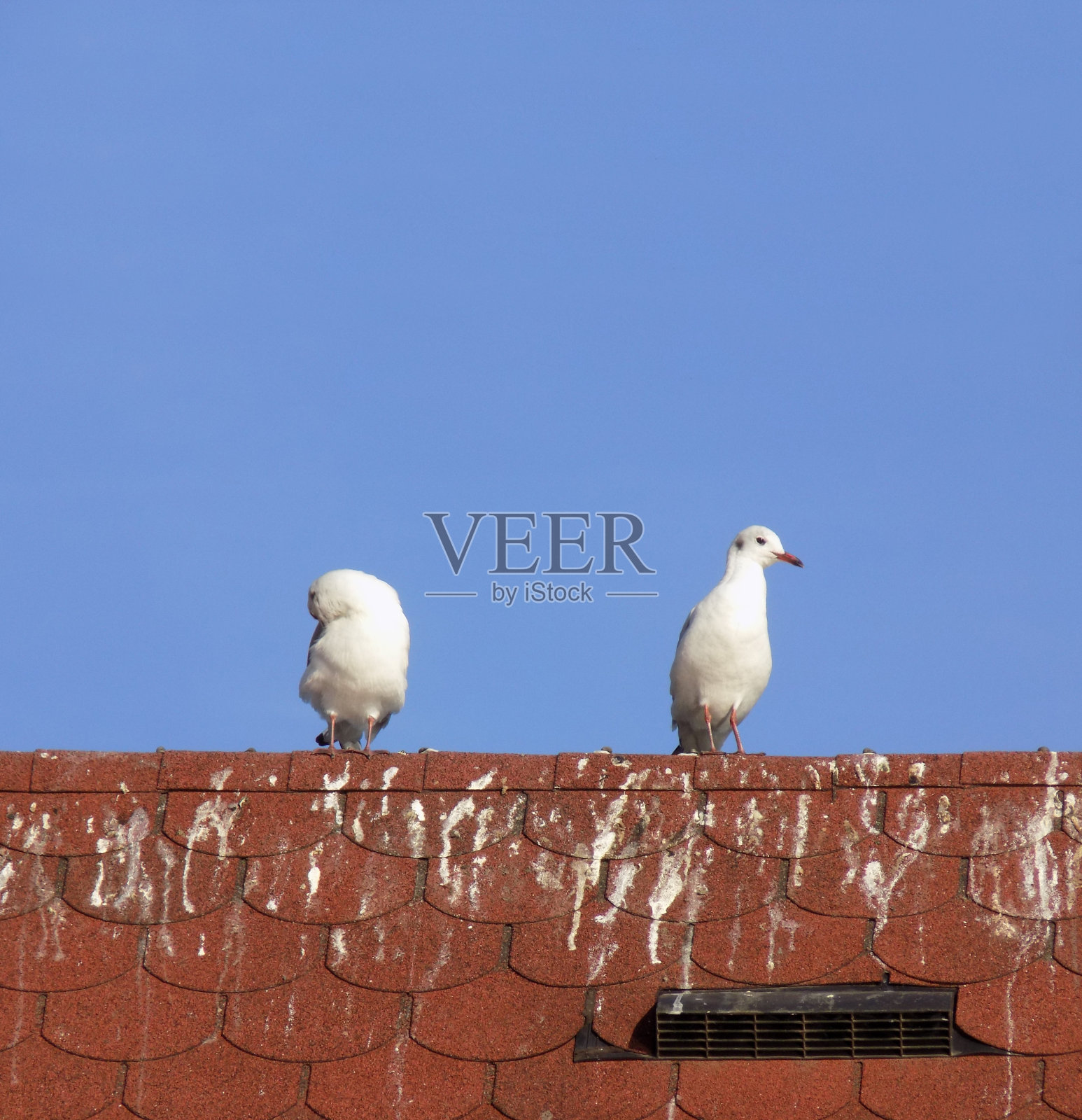 两只海鸥站在屋顶上照片摄影图片