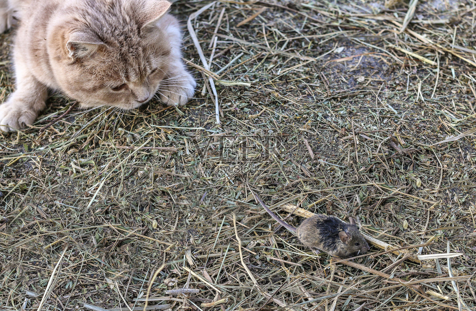 猫捉老鼠照片摄影图片