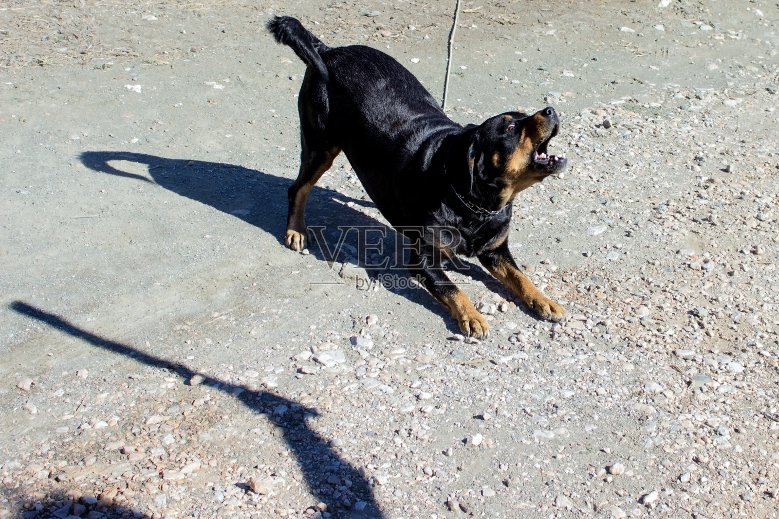 罗威纳犬对试图打他的人吠叫-狗/动物虐待，警卫，看门狗照片摄影图片