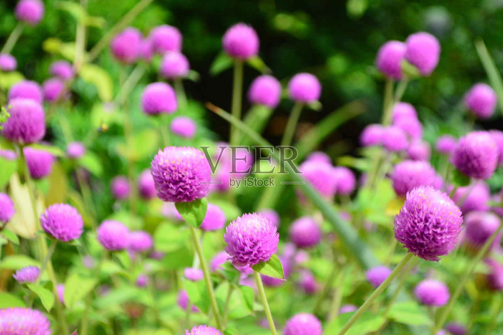 紫红色花照片摄影图片