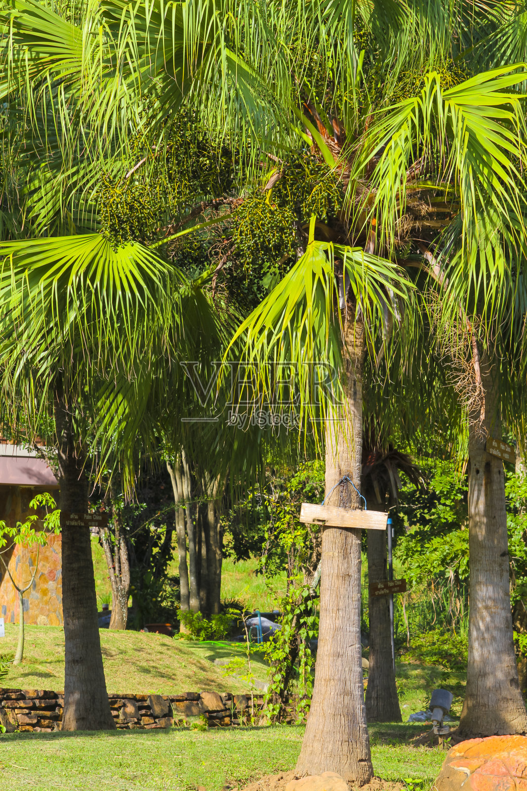 风车棕榈或楚山棕榈，原产于中国中部(湖北南部)，日本南部(九州)，南至缅甸北部和印度北部照片摄影图片